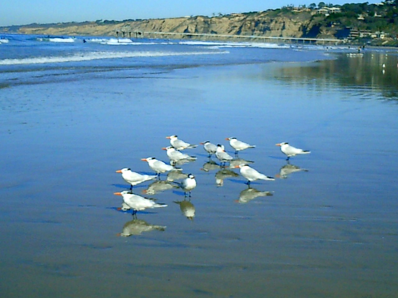Royal terns on the beach