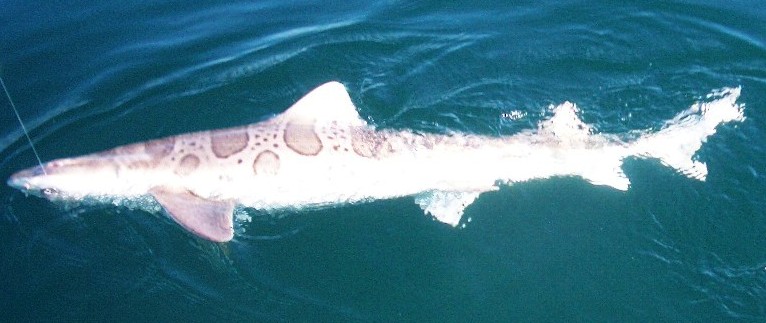 One of the many leopard sharks