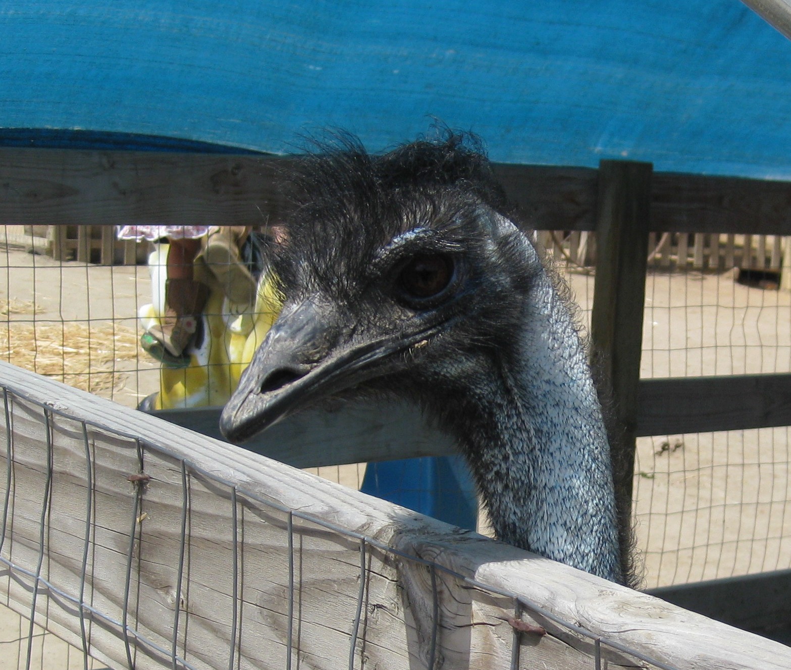 A hungry Ostrich
