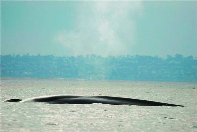 A gray whale near La Jolla Shores